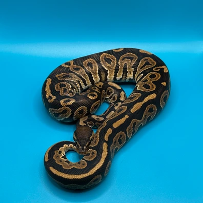 Black Pastel 100% Ultramel/Sunset 50% Pied Ball Python - male for sale from Skyline.Reptiles