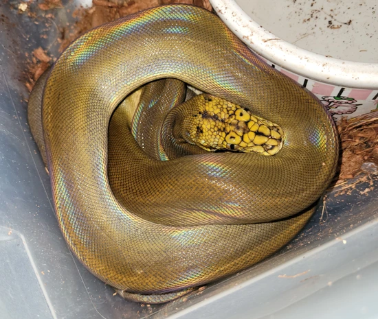 Phantom Sunfire Goldenchild Reticulated Python by Teugenis