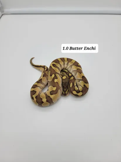 Butter Enchi Ball Python by Vaughan's Pythons