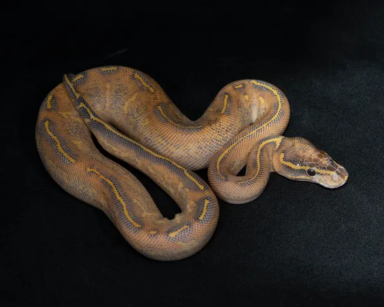 Python Cinnamon Freeway Freeway Ball Python by Texoma Reptiles's Store