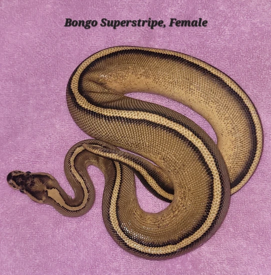 Bongo Superstripe Ball Python by Chromatic Creations