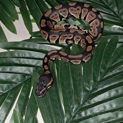 Normal Ball Python - female for sale from M.K.S.Reptiles