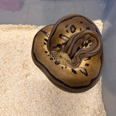Pastel Leopard Clown Dbl Het Hypo Desert Ghost Ball Python - male for sale from The Snaker