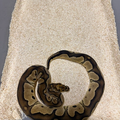 Clown 66% Het Ultramel Ball Python - male for sale from The Snaker