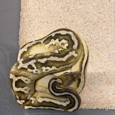 Pastel Leopard Mojave Desert Ghost 50% Het Pied Ball Python - male for sale from The Snaker