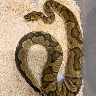 Orange Dream Enchi Clown Het Pied 66% DG Ball Python - male for sale from The Snaker