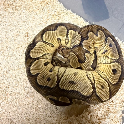 Clown 66% Het Ultramel Ball Python - female for sale from The Snaker