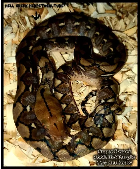Super Dwarf 100% Het Purple 66% Het Snow Reticulated Python by Hell ...