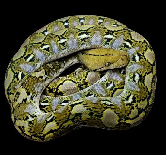50% Kalaotoa Anery 100% Het Purple Albino Reticulated Python by Hell ...