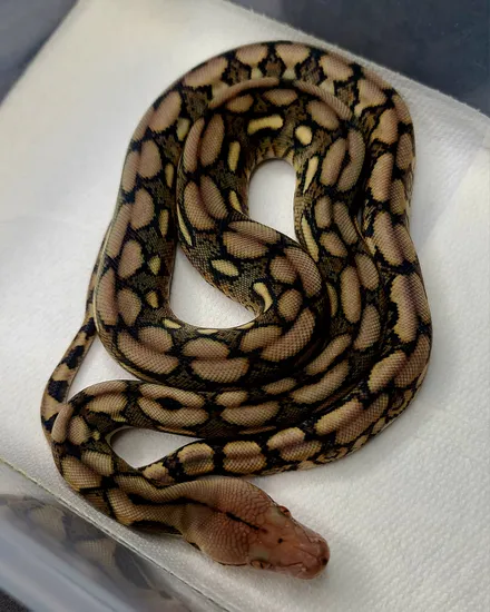 Kalatoa Super Dwarf Tiger 100% Double Het Purple Snow Reticulated ...