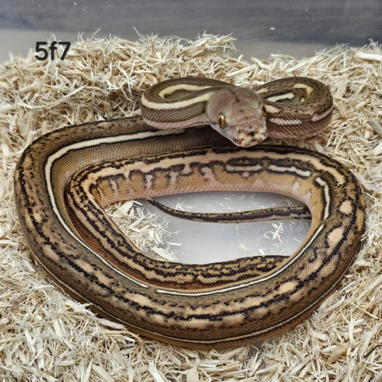 Kalaotoa Super Dwarf Phantom Tiger 100% Het Indo / Purple Poss Het ...