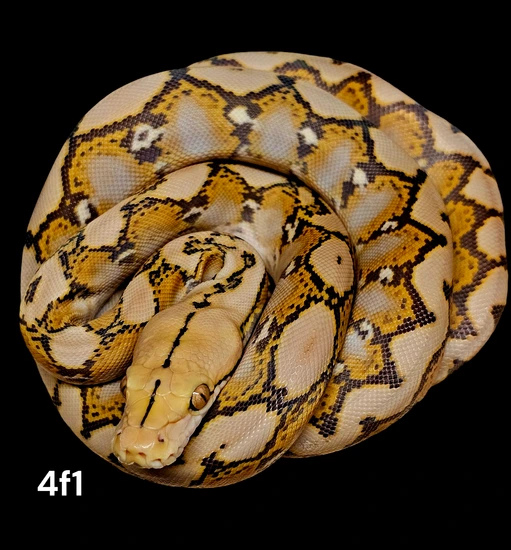 1.1 OG And Purple 50% Het Ocelot / 100% Het Anery Reticulated Python by ...