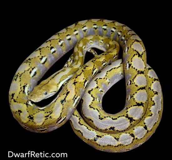 Ready To Breed Super Dwarf Platinum Anery 100% Het Purple Albino ...