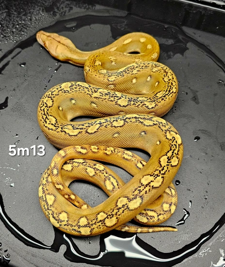 Kalaotoa Super Dwarf Phantom Sunfire 100% Het Indo / Purple Poss Het ...