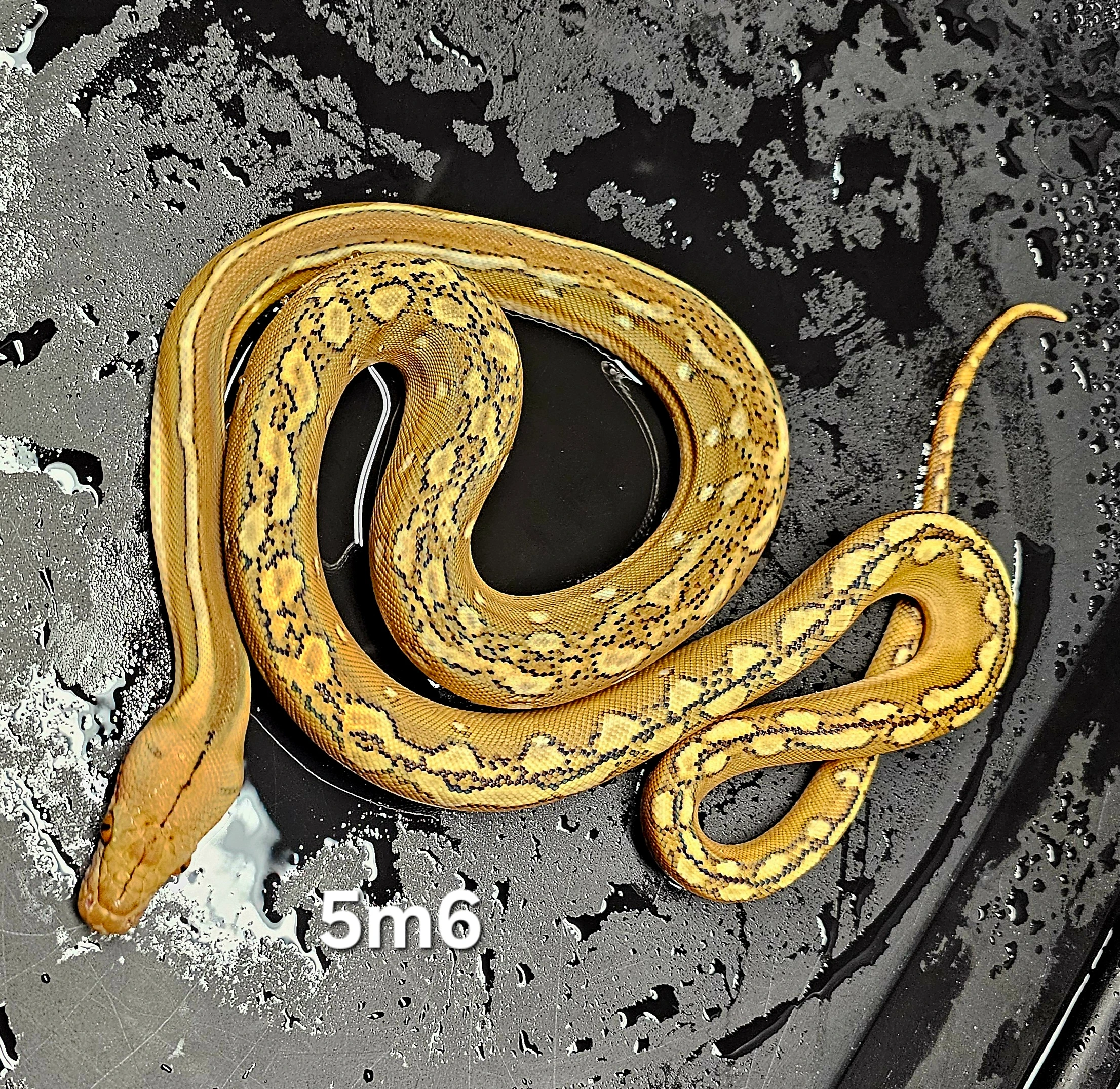 HMビカクシダYellow moon spore dwarf select yellow moon dwarf spore