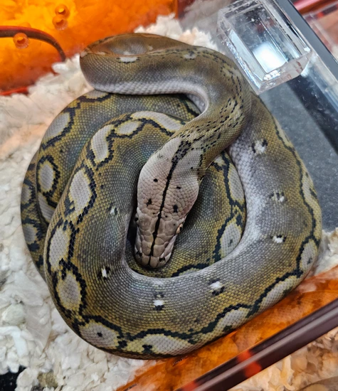 Kalaotoa Super Dwarf Anery Motley 100% Het Purple Albino Reticulated ...