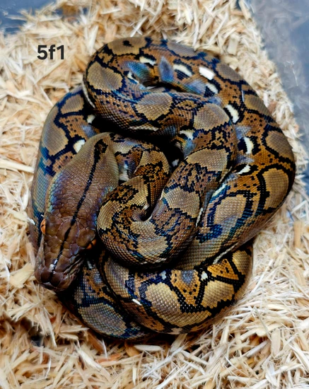 1.1 66% Poss DH Indo Ocelot Reticulated Python by Hell Creek Reptiles