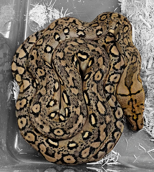 Ocelot 66% Poss Het Indo Caramel Reticulated Python by Hell Creek Reptiles