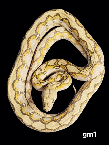 Renick Ghost Reticulated Python by Hell Creek Reptiles