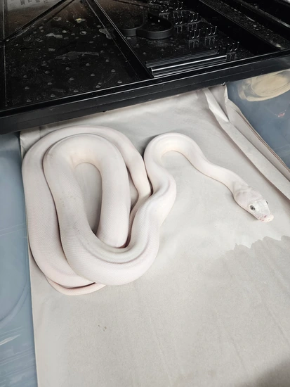 RARE OPPORTUNITY... Kalaotoa Super Dwarf Super Phantom 100% Het Indo ...