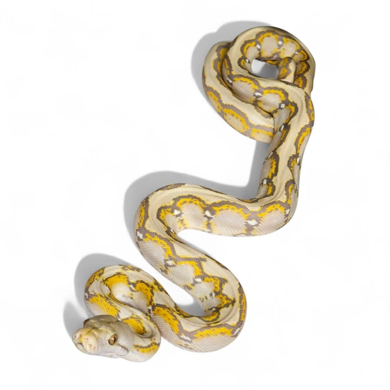 Renick Ghost Reticulated Python by Hell Creek Reptiles