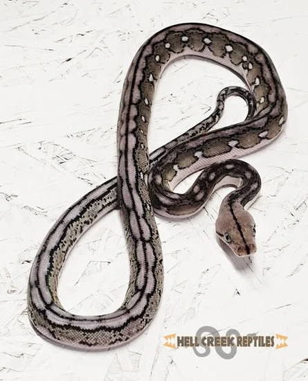 CHRISTMAS SALE!! Kalaotoa Anery Motley Tiger 100% Het Purple ...