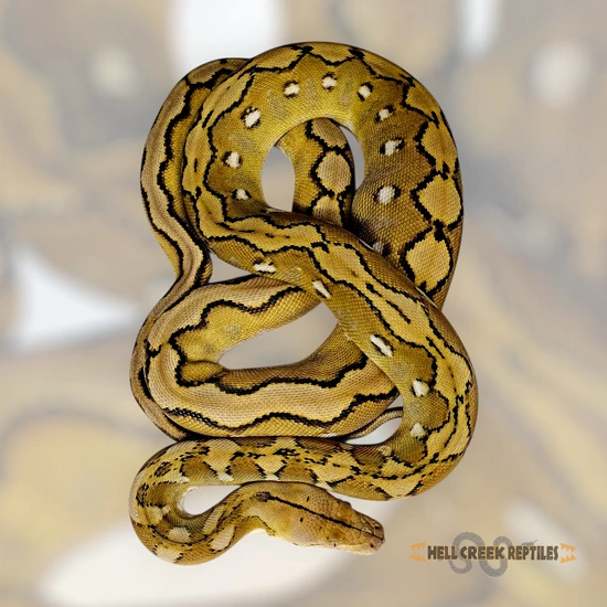 CHRISTMAS SALE !High Percentage Super Dwarf Platinum Sunfire 100% Het ...
