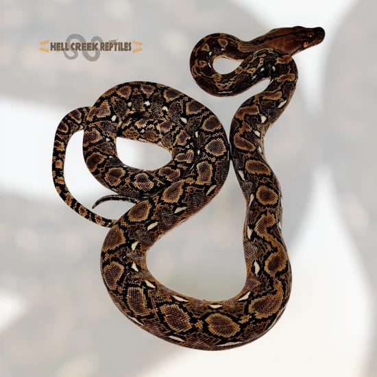Kalaotoa Citron 100% Het Mocha Or Purple Reticulated Python by Hell ...