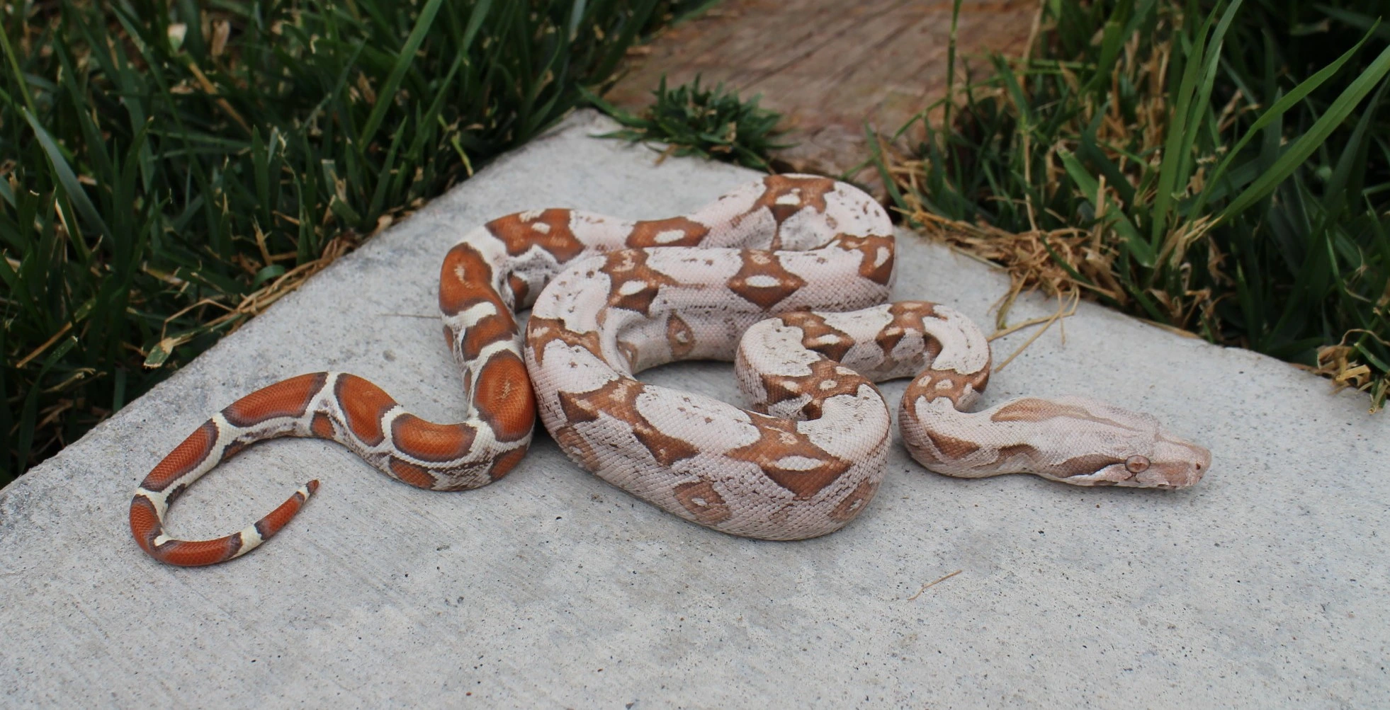 Pink Panther VPI T+ 50% Het Carbon Boa Constrictors by Richard Ceniceros  Reptiles - MorphMarket
