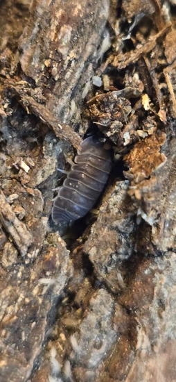 Cubaris Murina Little Sea Isopod by The Botanical Collective
