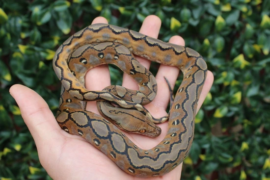 Super Dwarf Sunfire Het Anery Reticulated Python by The Breeding Laboratory