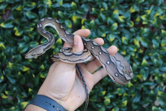 Kalatoah Tiger Reticulated Python (25% Kalatoa) Motley Tiger Het Anery Reticulated Python by The Breeding ...