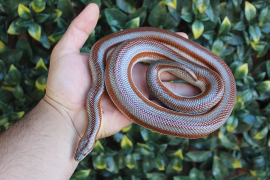 Proven Breeder Bay Of La Rosy Boa By The Breeding Photo Inspiration