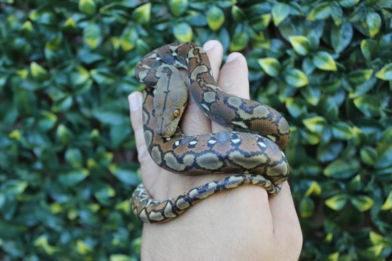 37.5% Kalatoa/Selayer Het Snow (Anery & Purple/Mocha) Reticulated ...