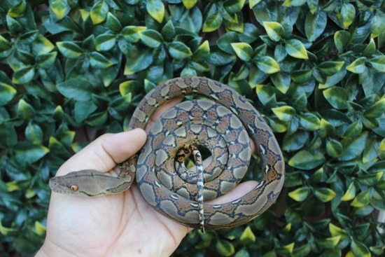 37.5% Kalatoa/Selayer Het Snow (Anery & Purple/Mocha) Reticulated ...