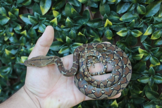 37.5% Kalatoa/Selayer Het Snow (Anery & Purple/Mocha) Reticulated ...