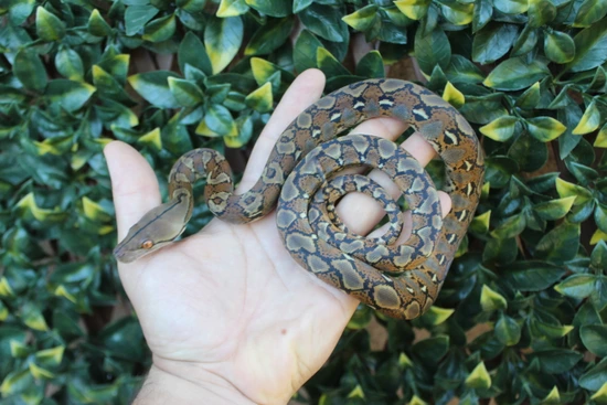37.5% Kalatoa/Selayer Het Snow (Anery & Purple/Mocha) Reticulated ...