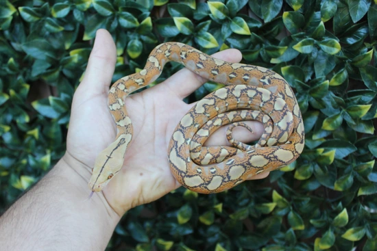 37.5% Kalatoa/Selayer Mochino Het Snow Reticulated Python by The ...