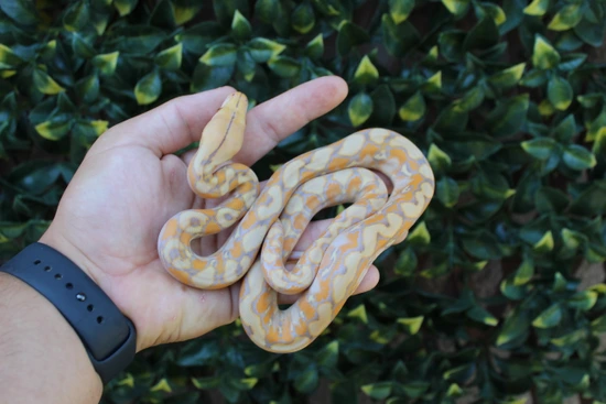 37.5% Kalatoa/Selayer Purple Het Snow Reticulated Python by The ...