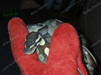 Mojave Pastel Ghi Ball Python - male for sale from Le Exotics Uk