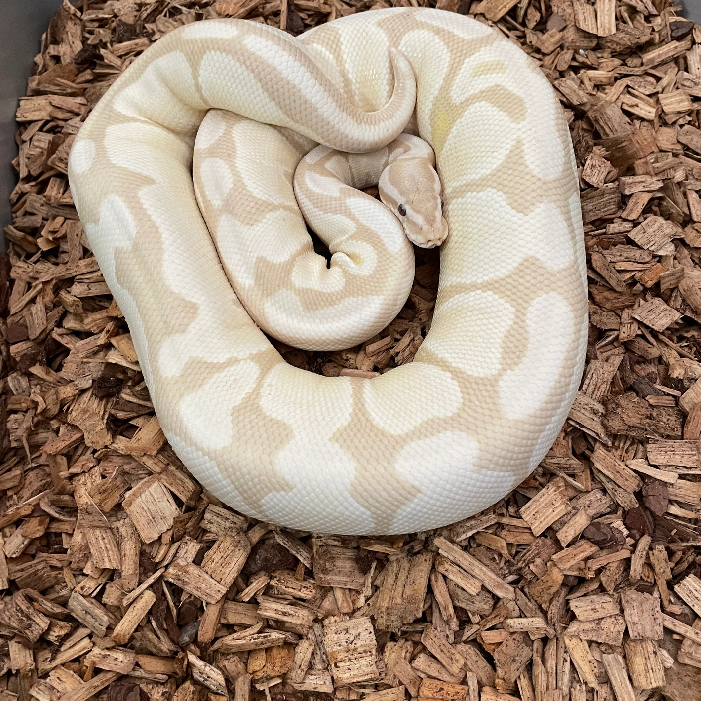 Lavender Albino VPI Axanthic (Lavender Snow) Ball Pythons by
