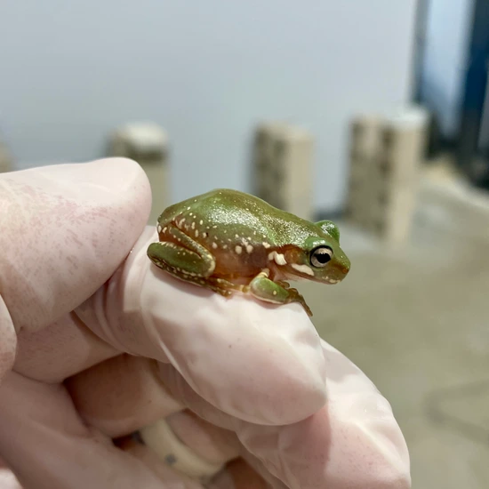 3-pack Cb Australian White's Tree Frogs (1 Snowflake, 1 Blue Eyed, 1 ...
