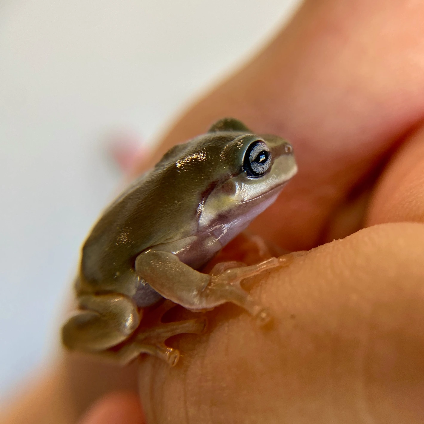 3-pack Cb Australian White's Tree Frogs (1 Snowflake, 1 Blue Eyed, 1 ...
