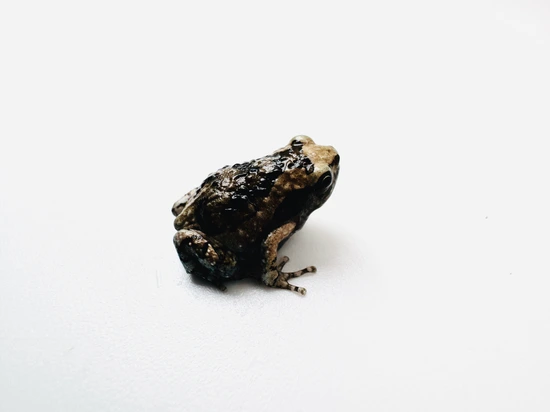 3-Pack Captive Bred Baby Chubby Frogs (Kaloula Pulchra) White's Tree ...