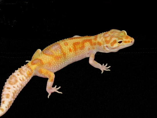 *Sale*High Contrast Raptor Leopard Gecko by TA.geckos