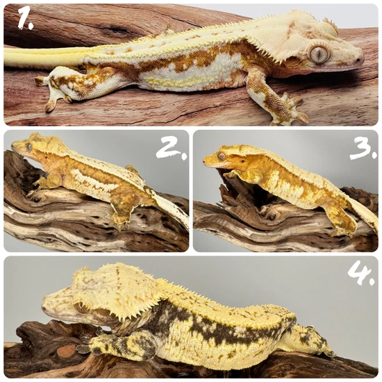Yellow Project Pack Of 4 Crested Gecko By The Gecko Company