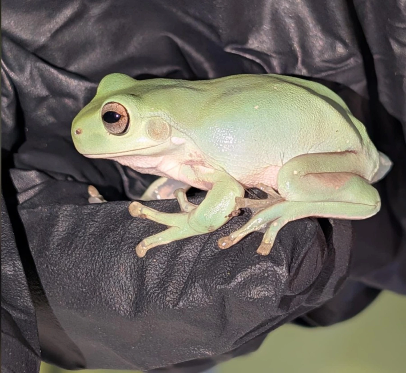 Whites Tree Froglet, Snowflake (CB)(LE) White's Tree Frog by The Habitarium