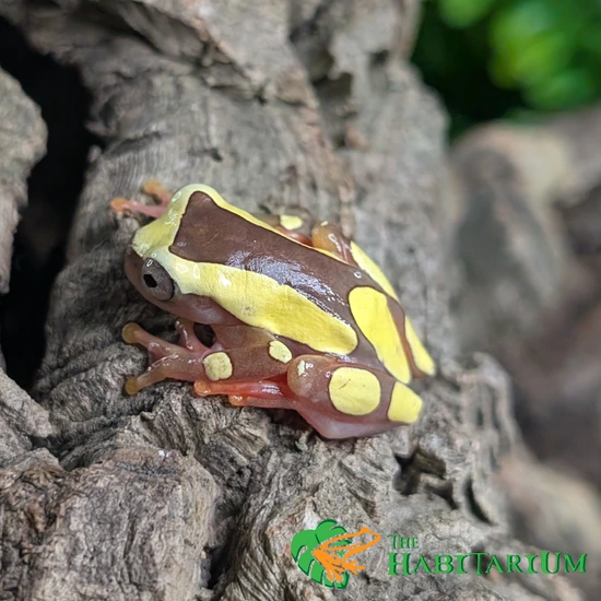 Clown Tree Frog, Adult (CB) Other Tree Frog by The Habitarium