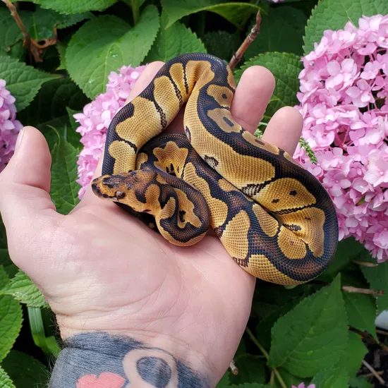 Blade Clown Ball Python by The House of Herps