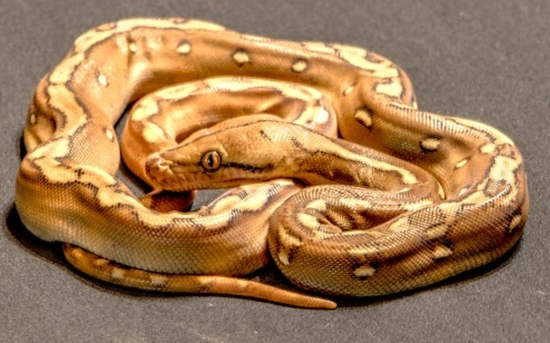 Sunfire Phantom Het Purple Reticulated Python by The Ivory Connection